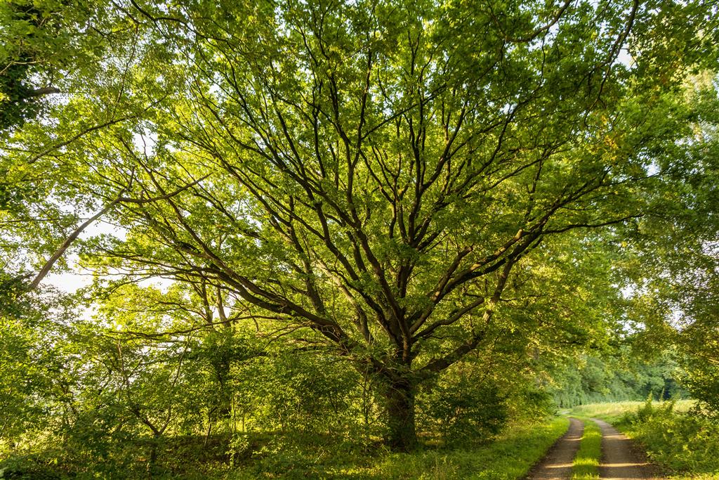 Entwicklung und Wachstum: Blockaden lösen