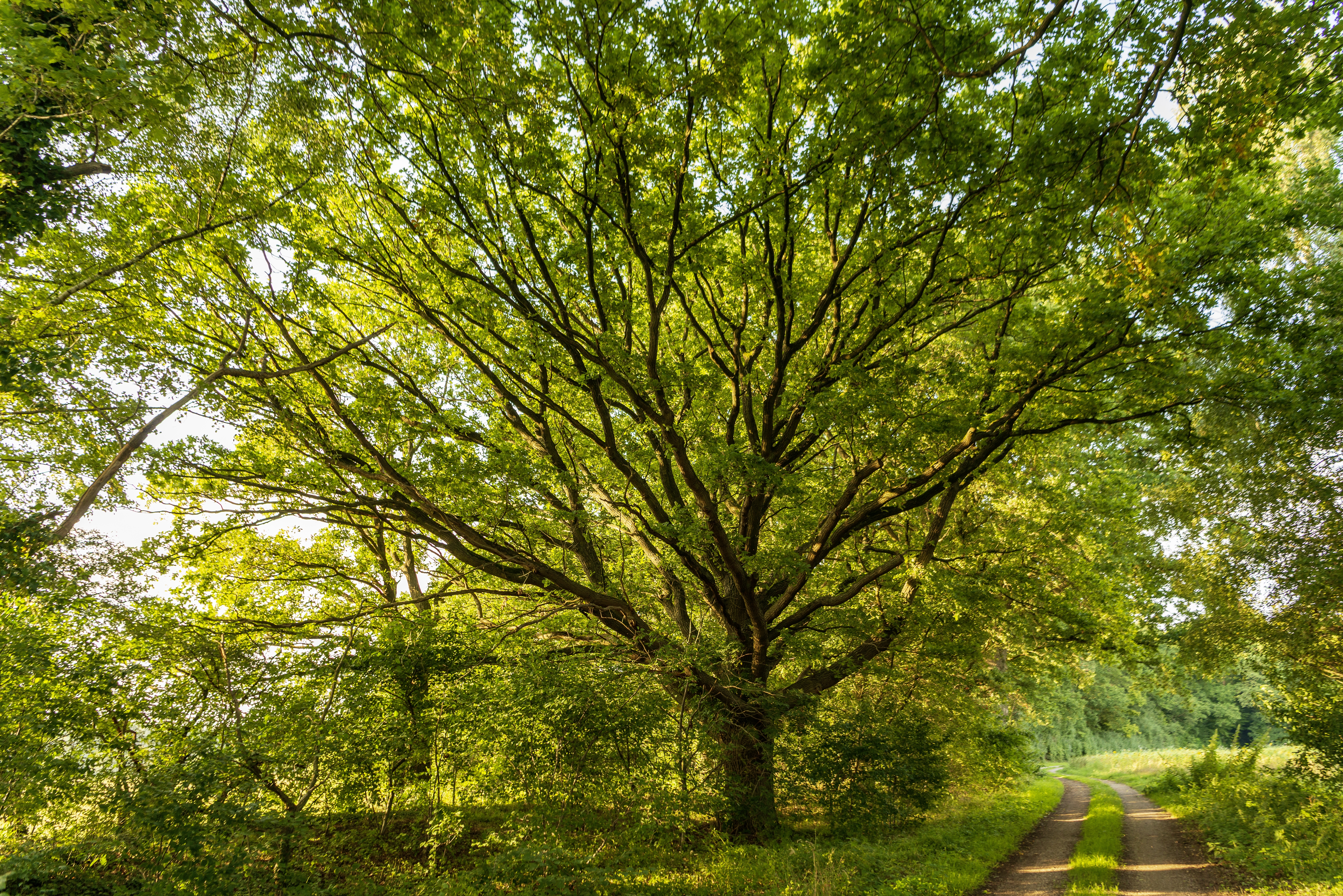 Entwicklung und Wachstum: Blockaden lösen