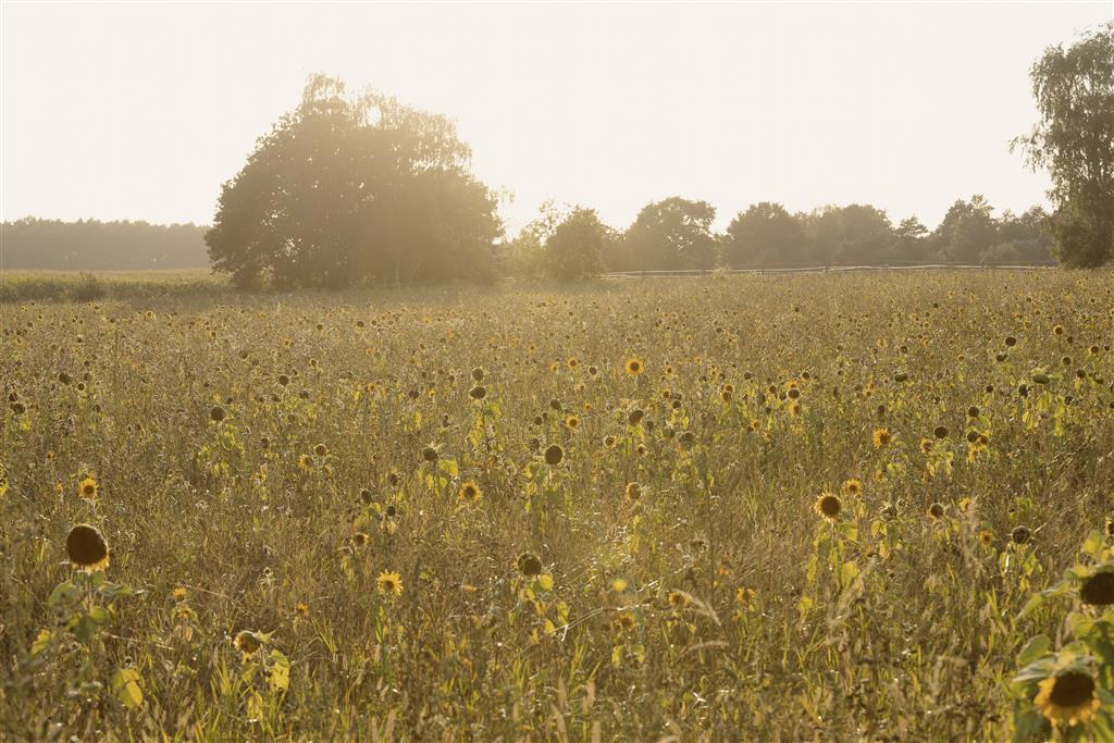 WILDkräuter Praxis-Workshop