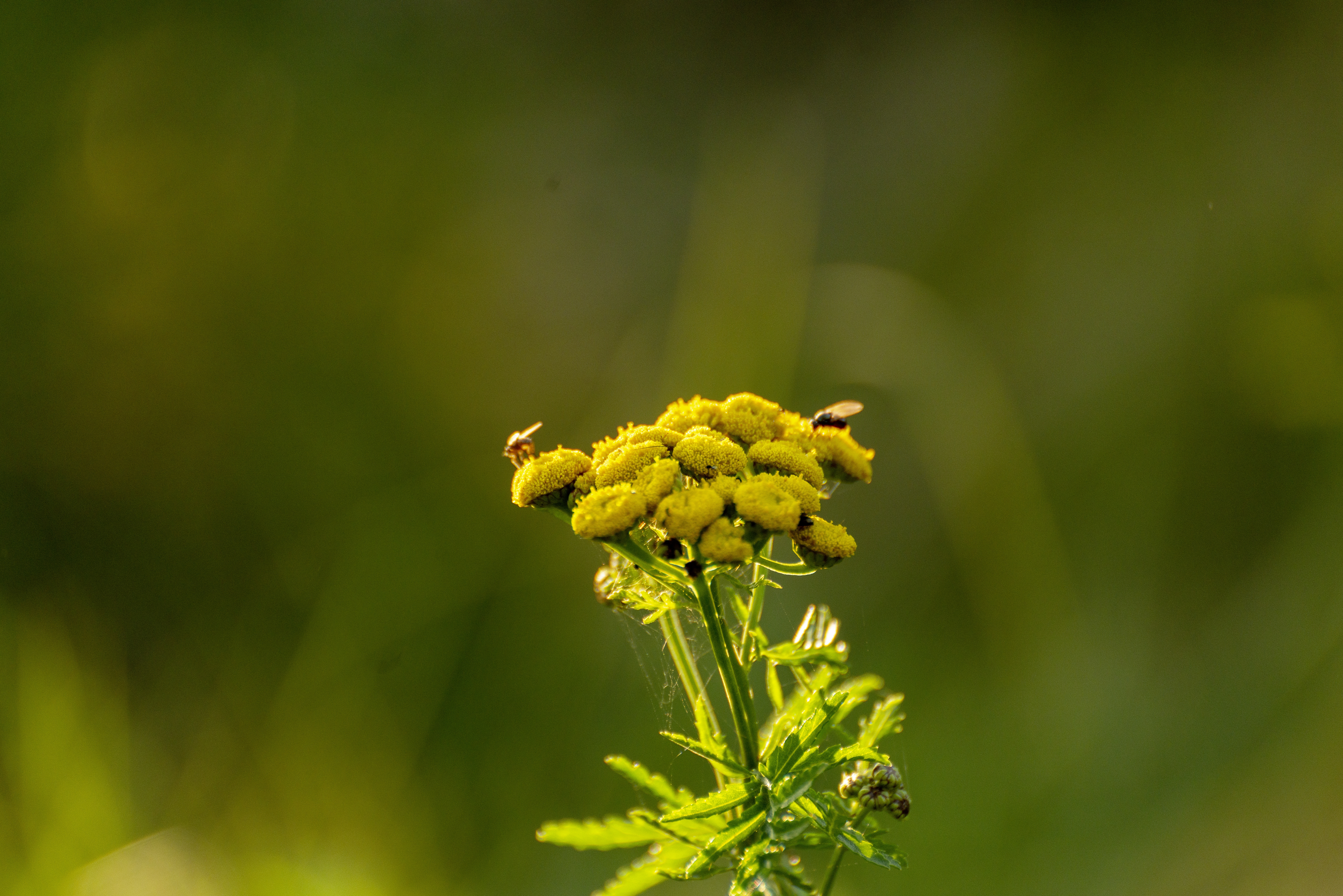 Die entspannteste Woche von allen
