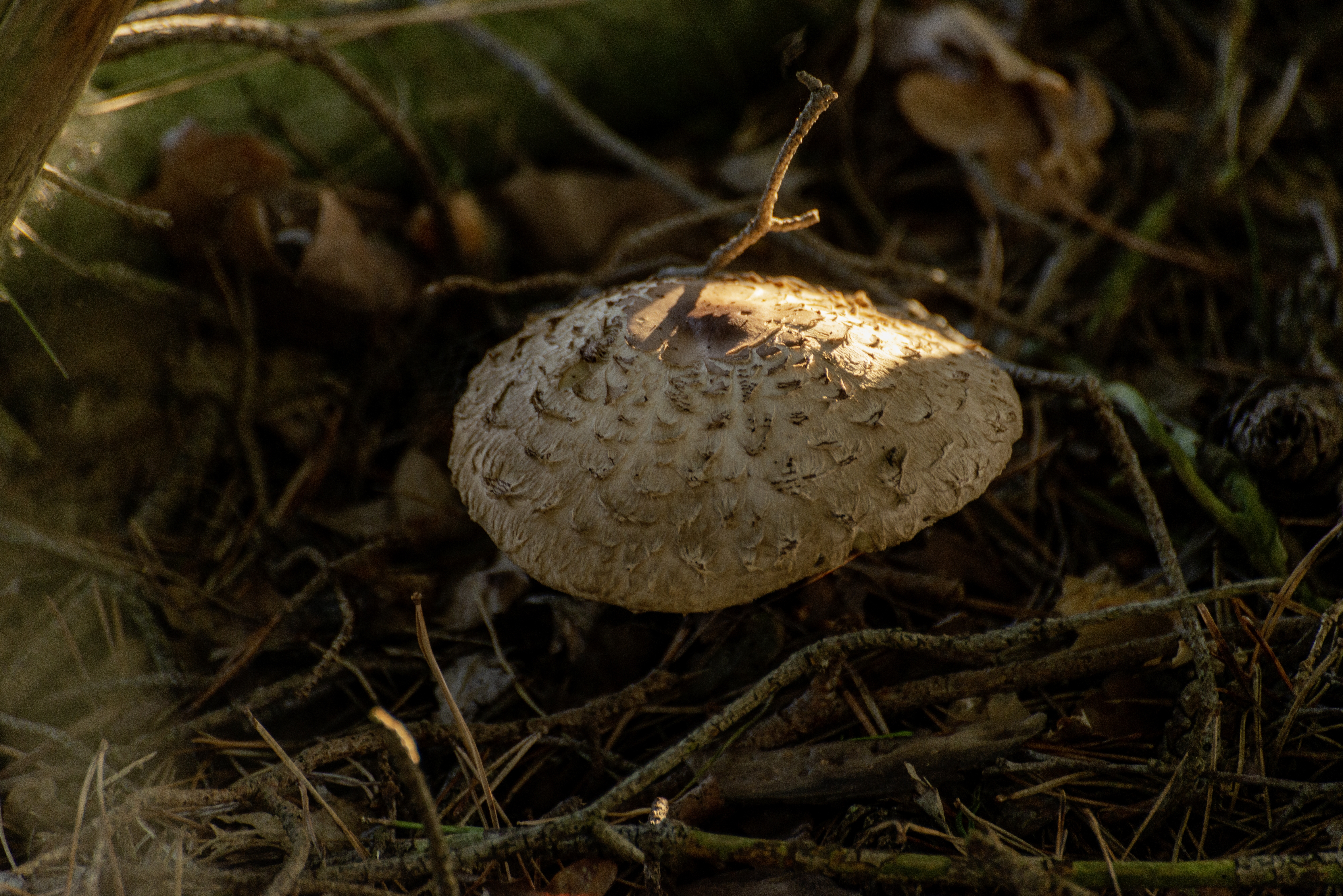Emotionale Gesundheit stärken